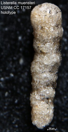 Listerella muensteri Cushman, 1936