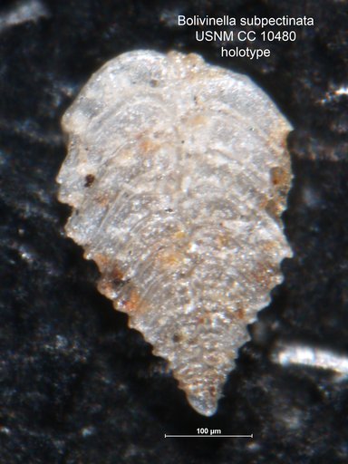 Bolivinella subpectinata Cushman, 1929