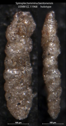 Spiroplectammina bentonensis Carman, 1929