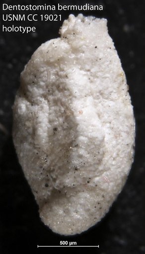 Dentostomina bermudiana Carman, 1933