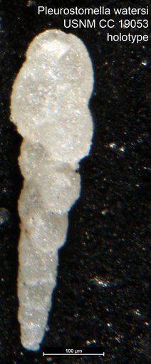 Pleurostomella watersi Cushman, 1933