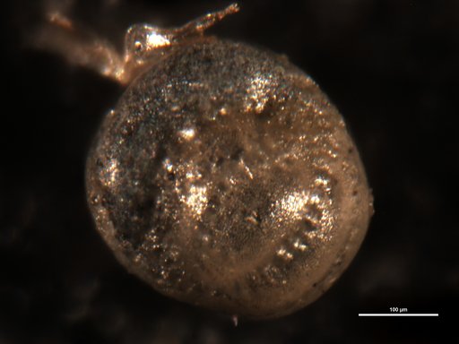 Elphidium subsphaericum Cushman & Hedberg, 1930
