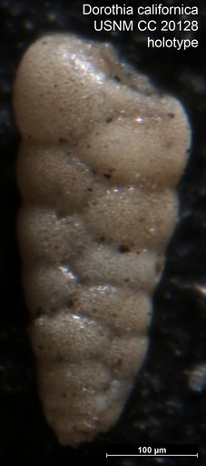 Dorothia californica Cushman & Kleinpell, 1934