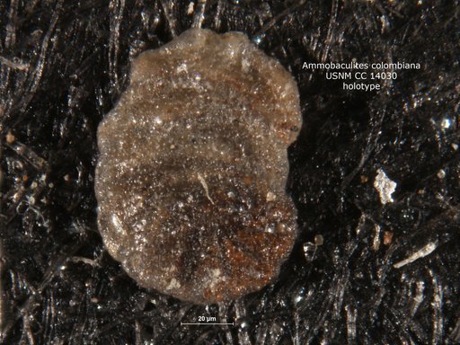 Ammobaculites colombiana Cushman & Hedberg, 1930