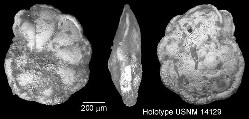 Globorotalia menardii var. multicamerata Cushman & Jarvis, 1930