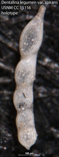 Dentalina legumen var. spirans Cushman, 1931