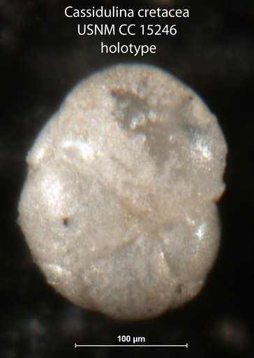 Cassidulina cretacea Cushman, 1931