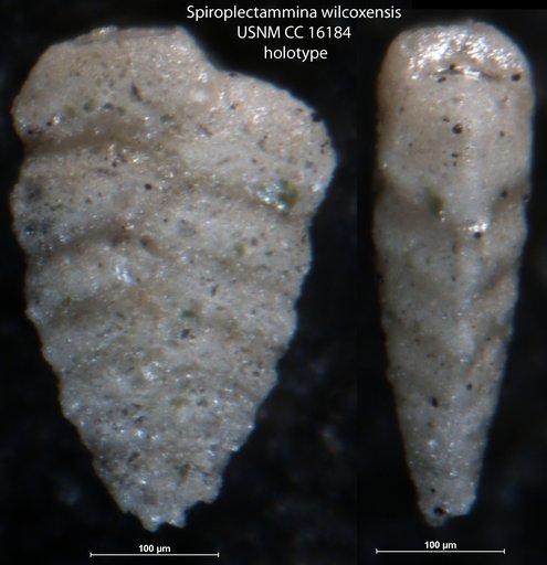 Spiroplectammina wilcoxensis Cushman & Ponton, 1932