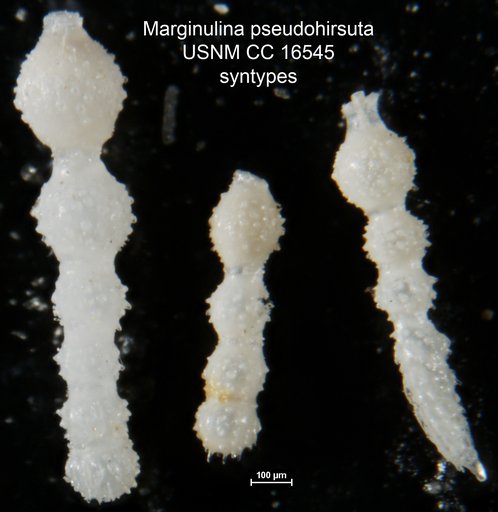 Marginulina pseudohirsuta Nuttall, 1932
