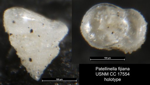 Patellinella fijiana Cushman, 1933