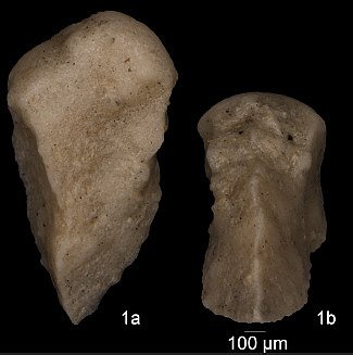 Gaudryina (Siphogaudryina) austinana Cushman, 1936