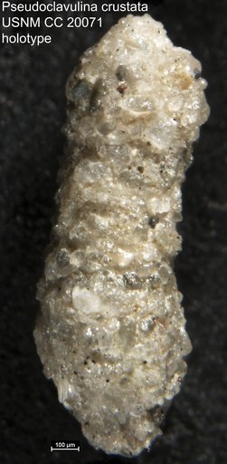 Pseudoclavulina crustata Cushman, 1936