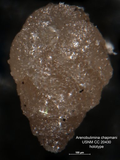 Arenobulimina chapmani Cushman, 1936
