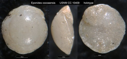 Eponides cocoaensis Cushman, 1928