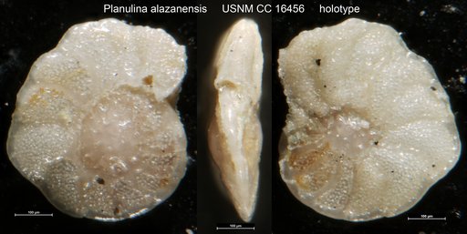 Planulina alazanensis Nuttall, 1932
