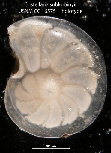 Cristellaria subkubinyii Nuttall, 1932
