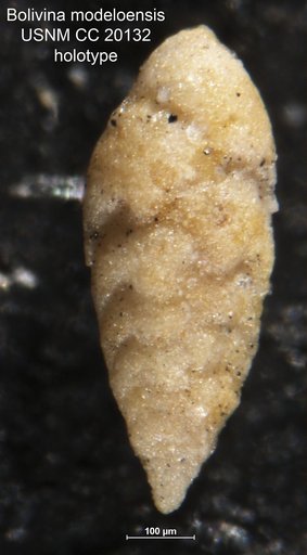 Bolivina modeloensis Cushman & Kleinpell, 1934