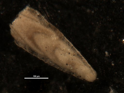 Plectofrondicularia morreyae Cushman, 1929