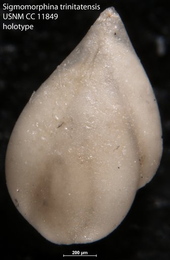 Sigmomorphina trinitatensis Cushman & Ozawa, 1930