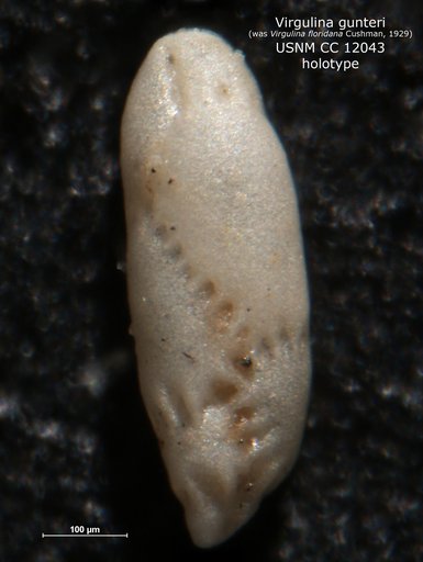 Virgulina (Virgulinella) gunteri Cushman, 1929