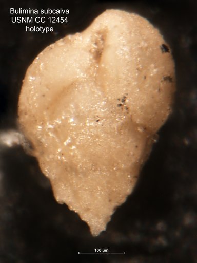 Bulimina subcalva Cushman & Stewart, 1930
