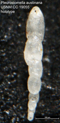 Pleurostomella austinana Cushman, 1933