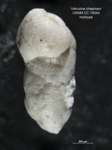 Valvulina chapmani Cushman, 1936