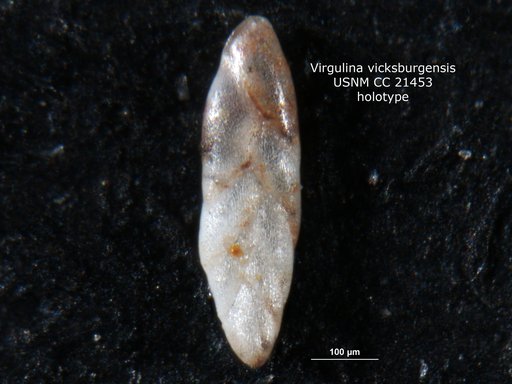 Virgulina vicksburgensis Cushman, 1936