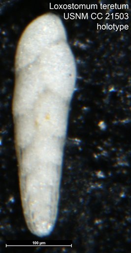 Loxostomum teretum Cushman, 1936