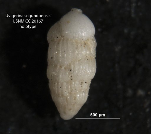 Uvigerina segundoensis Cushman & Galliher, 1934