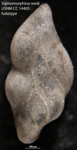 Sigmomorphina reedi Cushman & Laiming, 1931