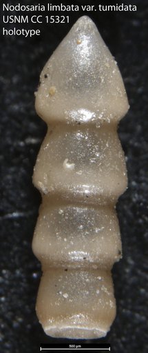 Nodosaria limbata var. tumidata Cushman & Jarvis, 1932
