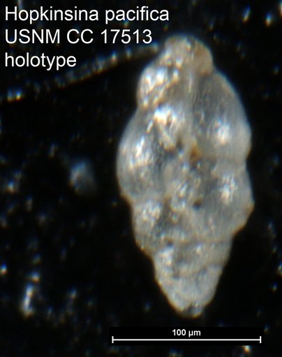 Hopkinsina pacifica Cushman, 1933
