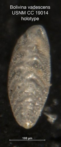 Bolivina vadescens Cushman, 1933