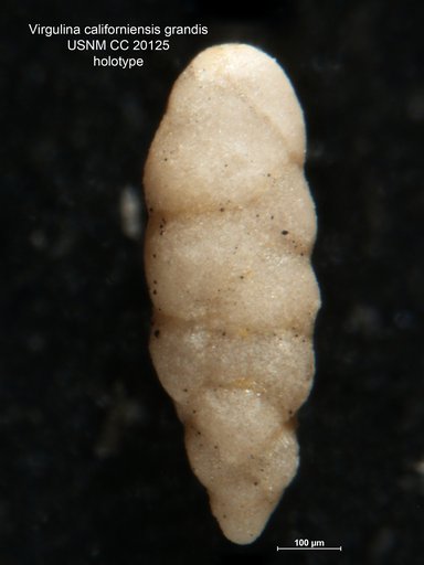 Virgulina californiensis var. grandis Cushman & Kleinpell, 1934