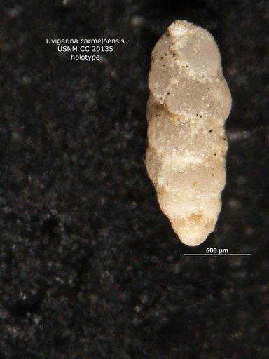 Uvigerina carmeloensis Cushman & Kleinpell, 1934