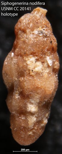Siphogenerina nodifera Cushman & Kleinpell, 1934