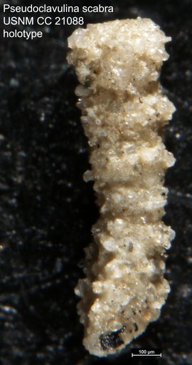 Pseudoclavulina scabra Cushman, 1936