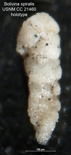 Bolivina spiralis Cushman, 1926