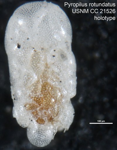 Pyropilus rotundatus Cushman, 1934