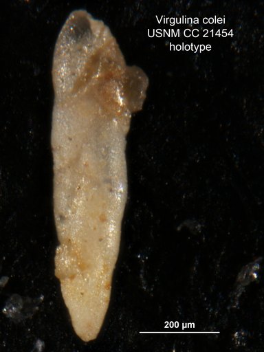 Virgulina colei Cushman, 1936