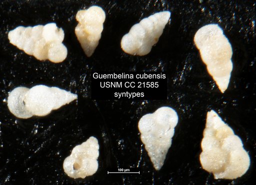 Guembelina cubensis Palmer, 1934