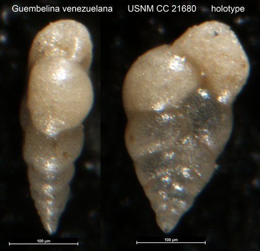 Guembelina venezuelana Nuttall, 1935