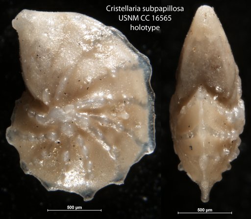 Cristellaria subpapillosa Nuttall, 1932