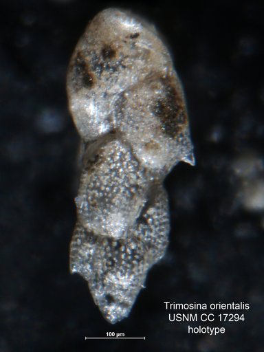 Trimosina orientalis Cushman, 1933