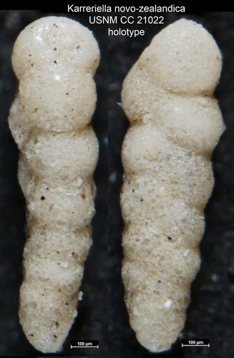 Karreriella novo-zealandica Cushman, 1936