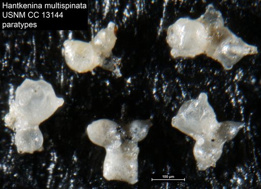 Hantkenina multispinata Cushman & Wickenden, 1930