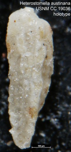 Heterostomella austinana Cushman, 1933
