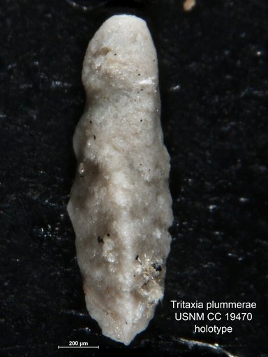Tritaxia plummerae Cushman, 1936