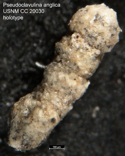 Pseudoclavulina anglica Cushman, 1936